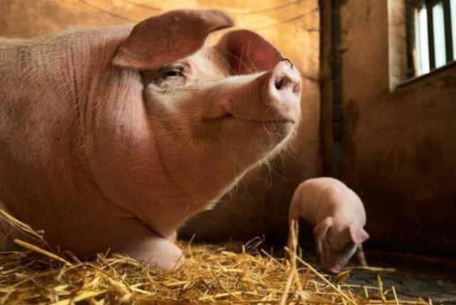 母猪产死胎后难产要怎样处理,母猪难产用手掏不出来怎么办