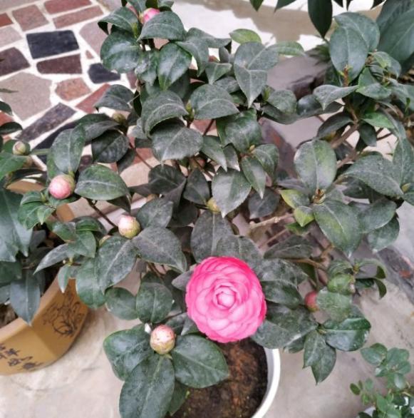 手把手教你养茶花,小花匠养茶花