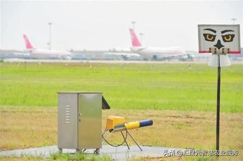 西瓜怎么防鸟害,西瓜田防鸟最快的方法