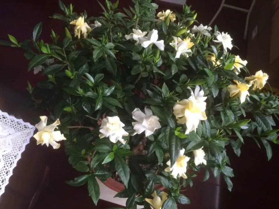 栀子花生桩高培多久可以退土,水培栀子花生根全过程