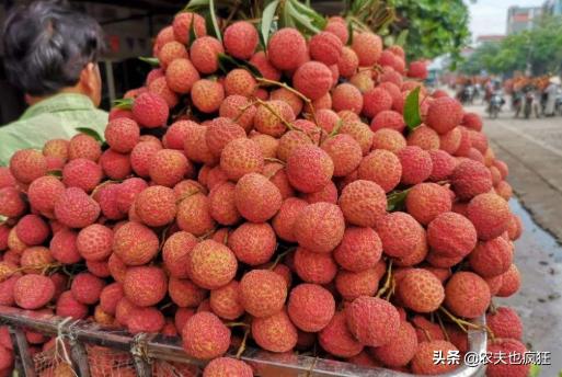 最便宜的荔枝丰收,2018越南进口荔枝价格