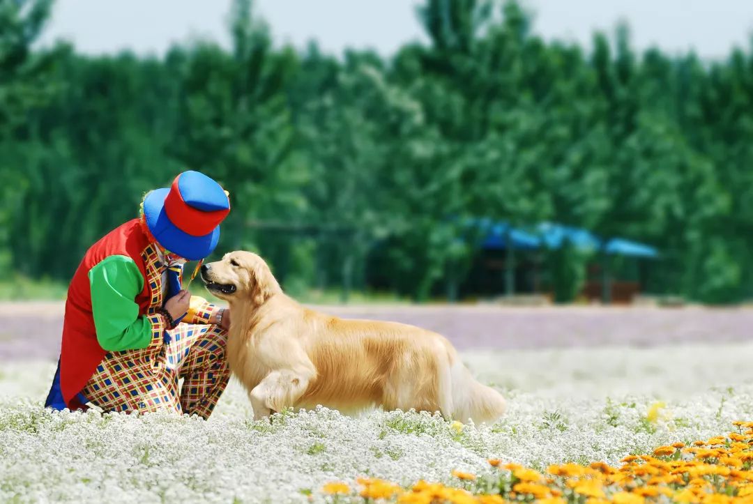 怎么挑选一只金毛幼崽,如何挑选小金毛犬