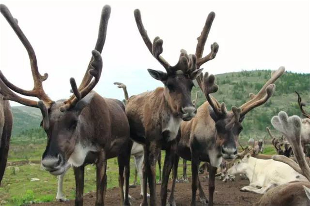 驯鹿的眼睛随季节变色，求偶叫声奇特，迁徙途中换下的毛发当路标