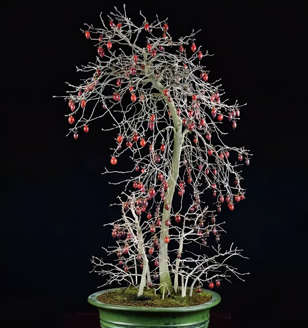 盆景素材十大排名 (什么盆景素材最好)