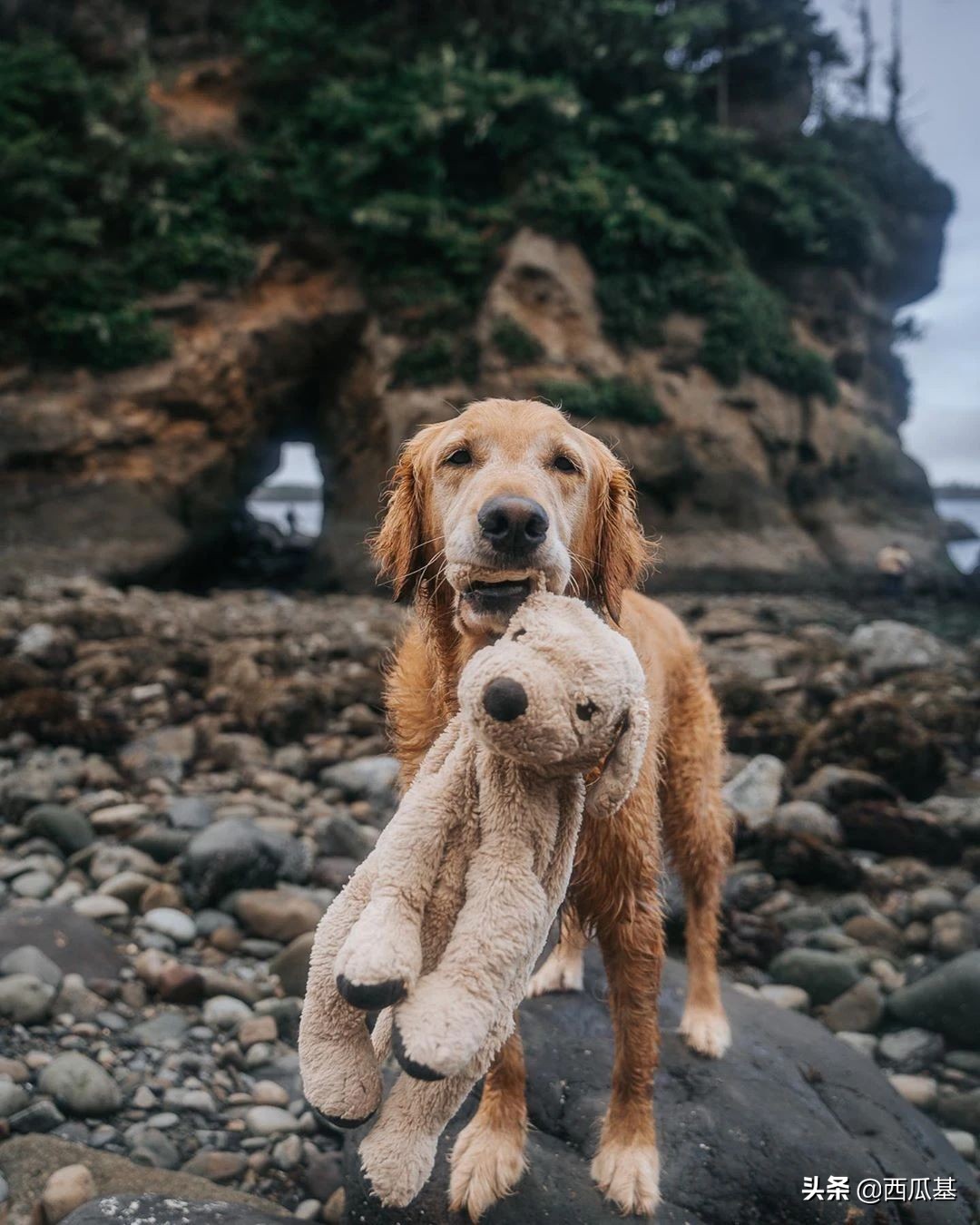 金毛出去耍了带东西回来,金毛带金毛去水上乐园