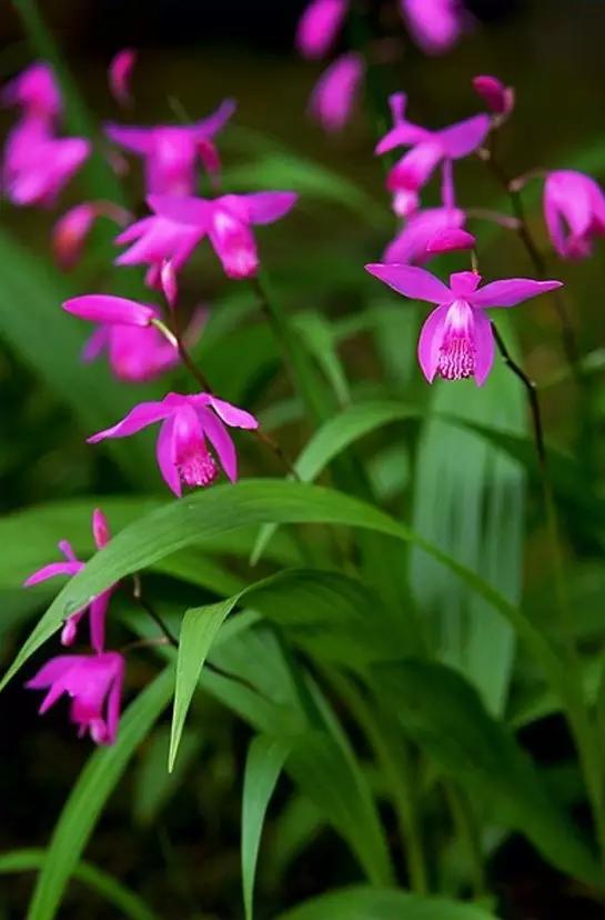 梅兰竹菊四君子诗词内容是什么,梅兰竹菊诗词名句大全