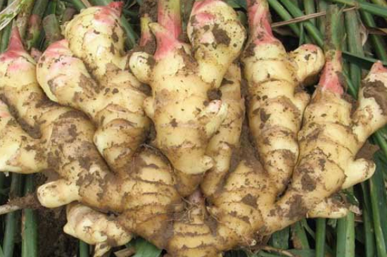 自家菜园种生姜方法,生姜盆栽在山东什么时候种合适