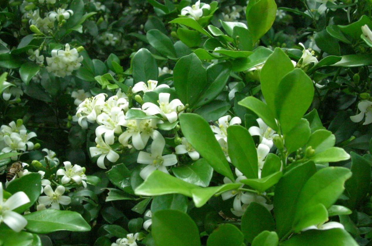 好养又好看的九里香，了解养护，叶色浓绿花香满屋，比绿萝更好养