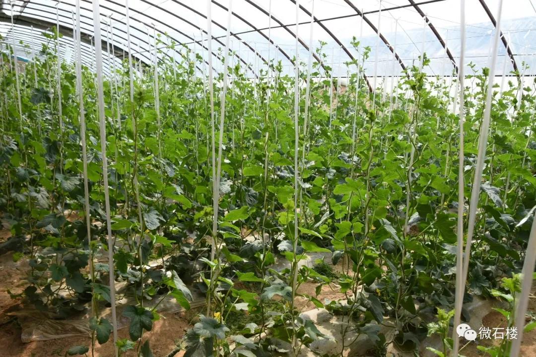 石楼丁喜辉:90后“草根”的创业致富路