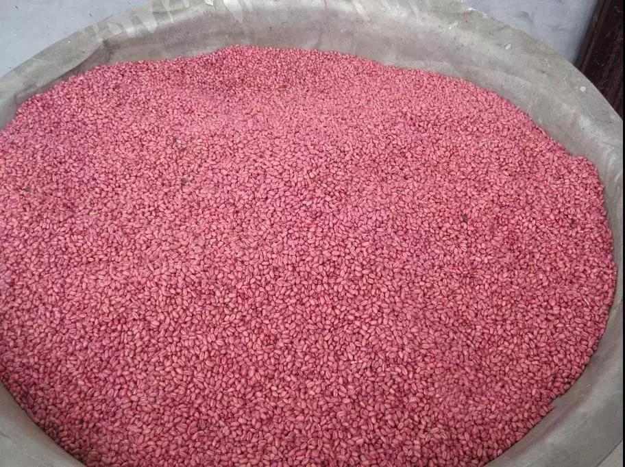 小麦黄化死苗是什么原因,小麦黄化死棵怎么处理