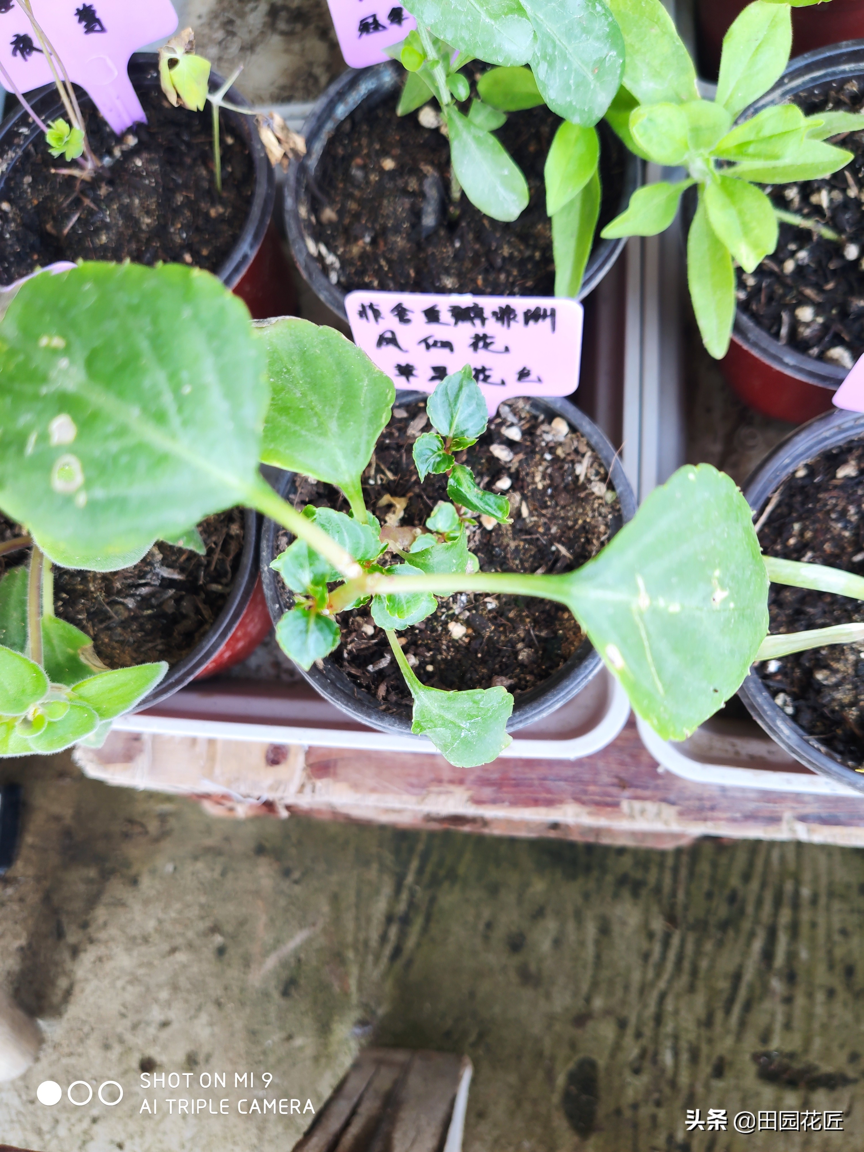 非洲重瓣凤仙，度夏困难易死株？其实不然，只因您没有这样养护