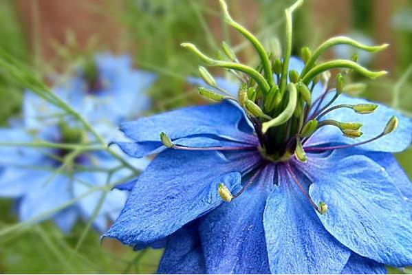 黑种草单瓣,淡蓝黑种草