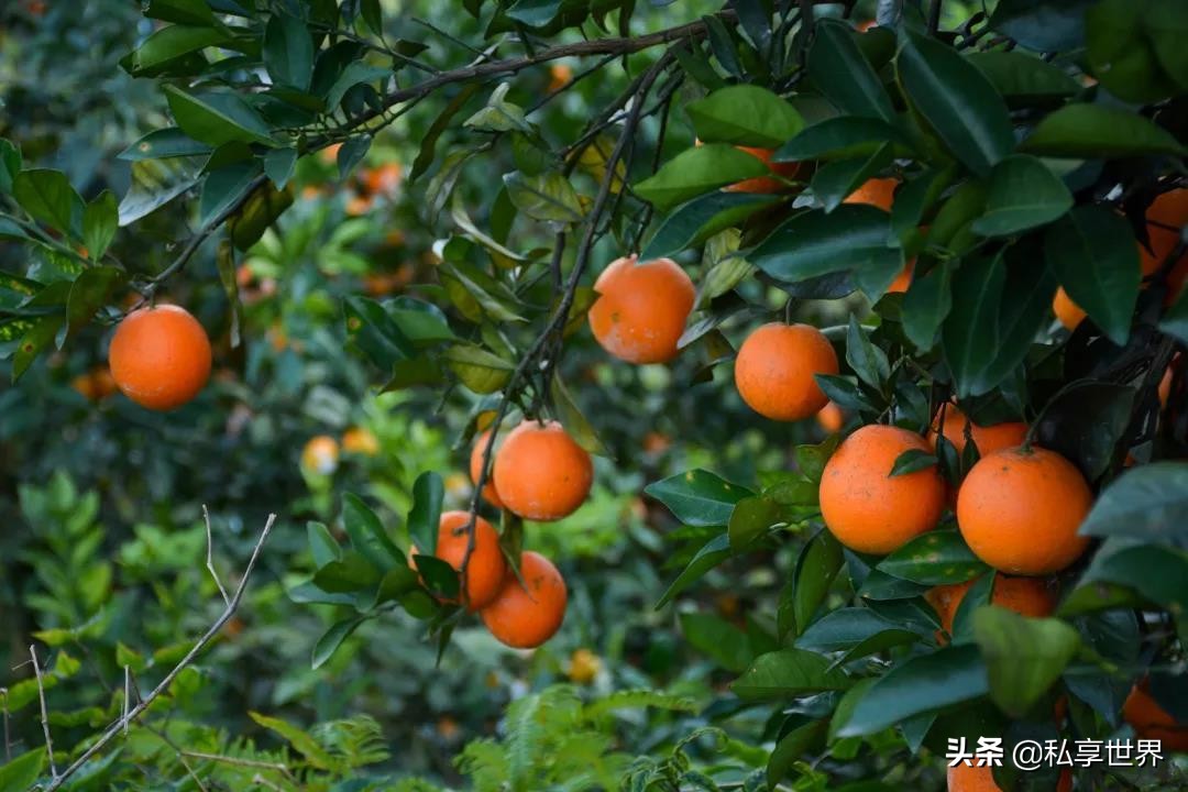 中国哪的橙子最出名,中国哪的橙子好吃产地排名