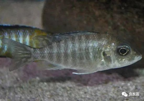三湖慈鲷马鲷孔雀珍珠系能长多大,三湖慈鲷之孔雀
