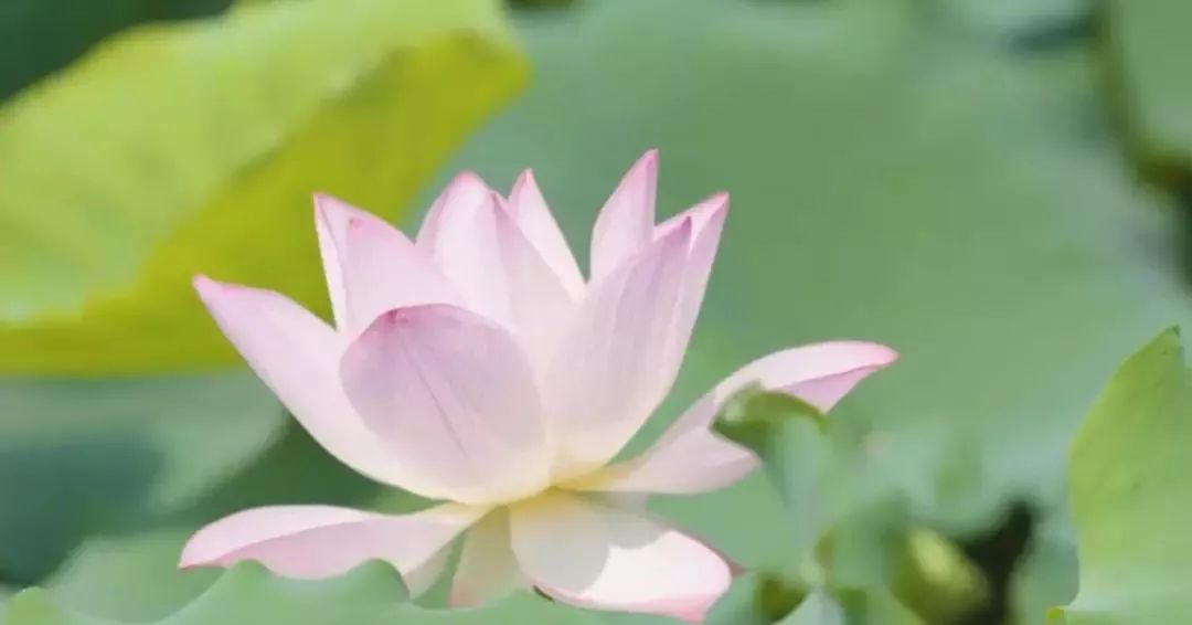 广州隐藏着一个碉楼村,广州有哪些隐藏的景点