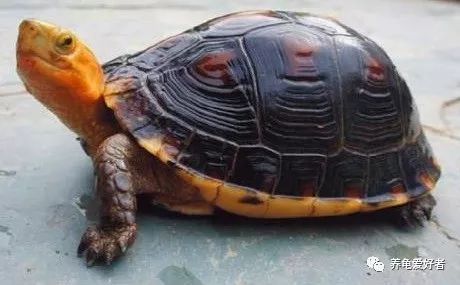 巴西乌龟不吃东西怎么办,乌龟不吃东西总是闭眼睛怎么办