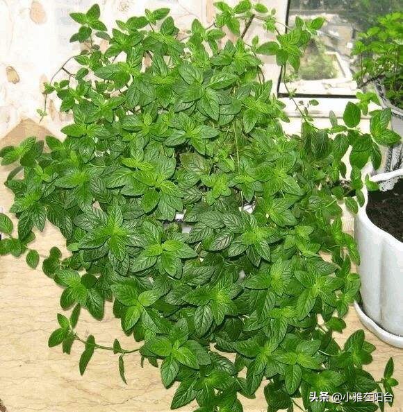 薄荷枝横着种,薄荷一棵能种成一盆吗