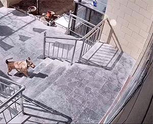 搞笑民间篮球gif,少林足球搞笑gif图片