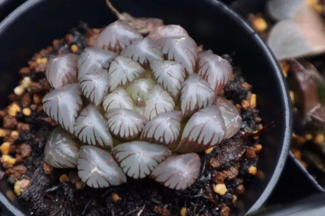 适合南方比较好养的12款多肉,养一年就开花的多肉品种