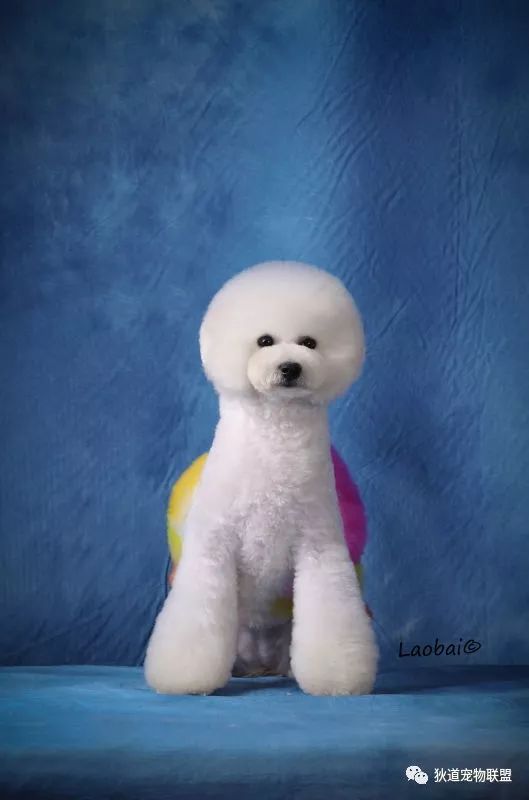 青岛璀璨国际宠物美容培训学校,意宠宠物美容学校