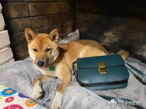 超好看的宠物包,好看又大的宠物包