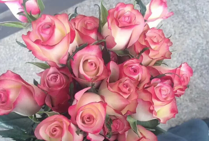 玫瑰可不止有红色的,玫瑰花有几种颜色几种名字