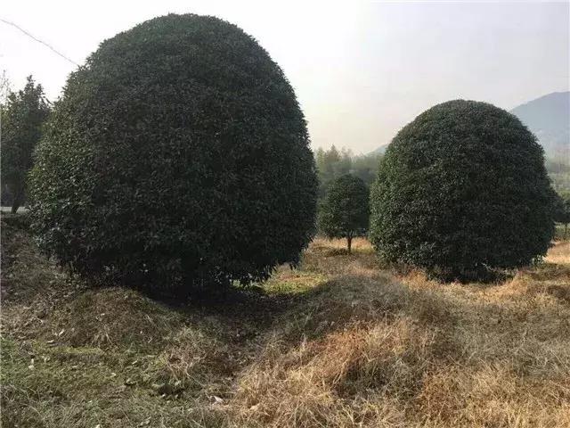 「苗木通新晋会员」湖州陈春耕：细节具体、价格适中、售后保障