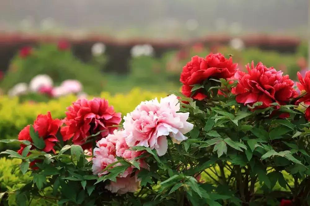 天津到菏泽看牡丹两日游,天津出发太行山旅游路线推荐
