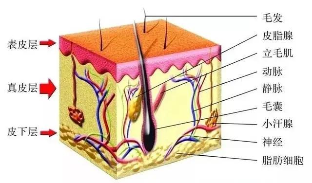 打什么针疼,打什么针会很疼呢