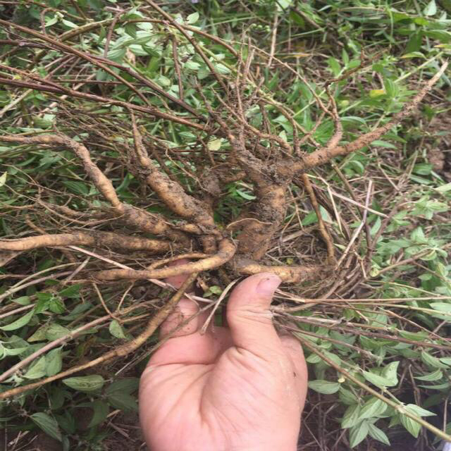 中药糯米藤,中药材葛藤图片