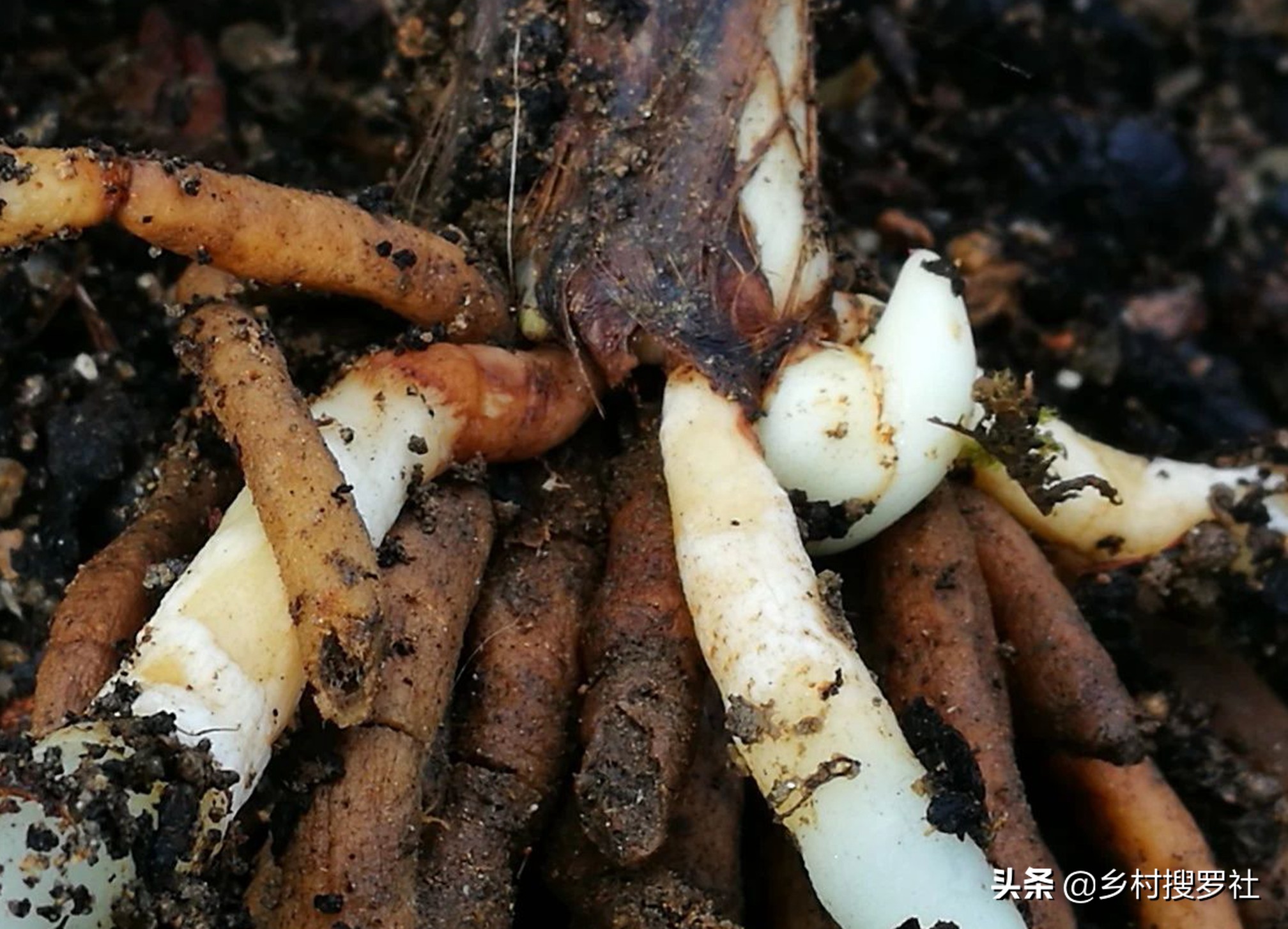 兰花不服盆的原因,为什么你的兰花总养死