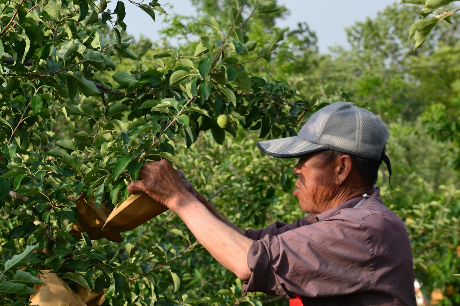 冰雹对今年红富士苹果的影响,大风沙尘降温对红富士苹果的影响