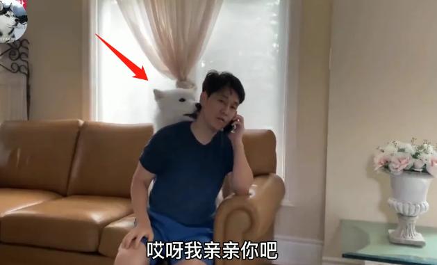 有一只太粘人的狗是什么体验？铲屎官哭诉：像是强塞了一个女朋友