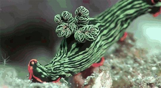 海精灵动物,海精灵是动物吗