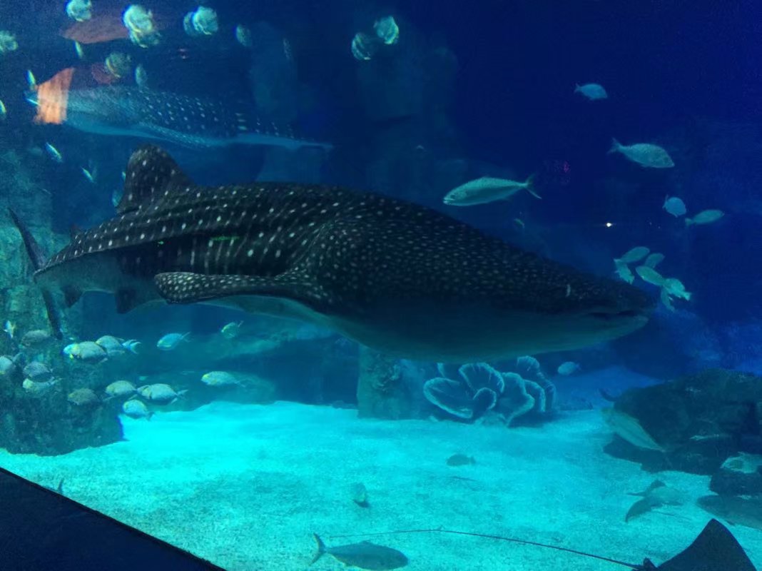 全球最大的长隆海洋公园,沉浸式参观长隆海洋王国