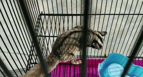 追星女孩的蜜袋鼯领养体验之5点