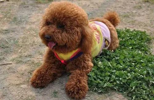 黑泰迪的饲养方式图片高清,泰迪饲养全攻略以及注意事项