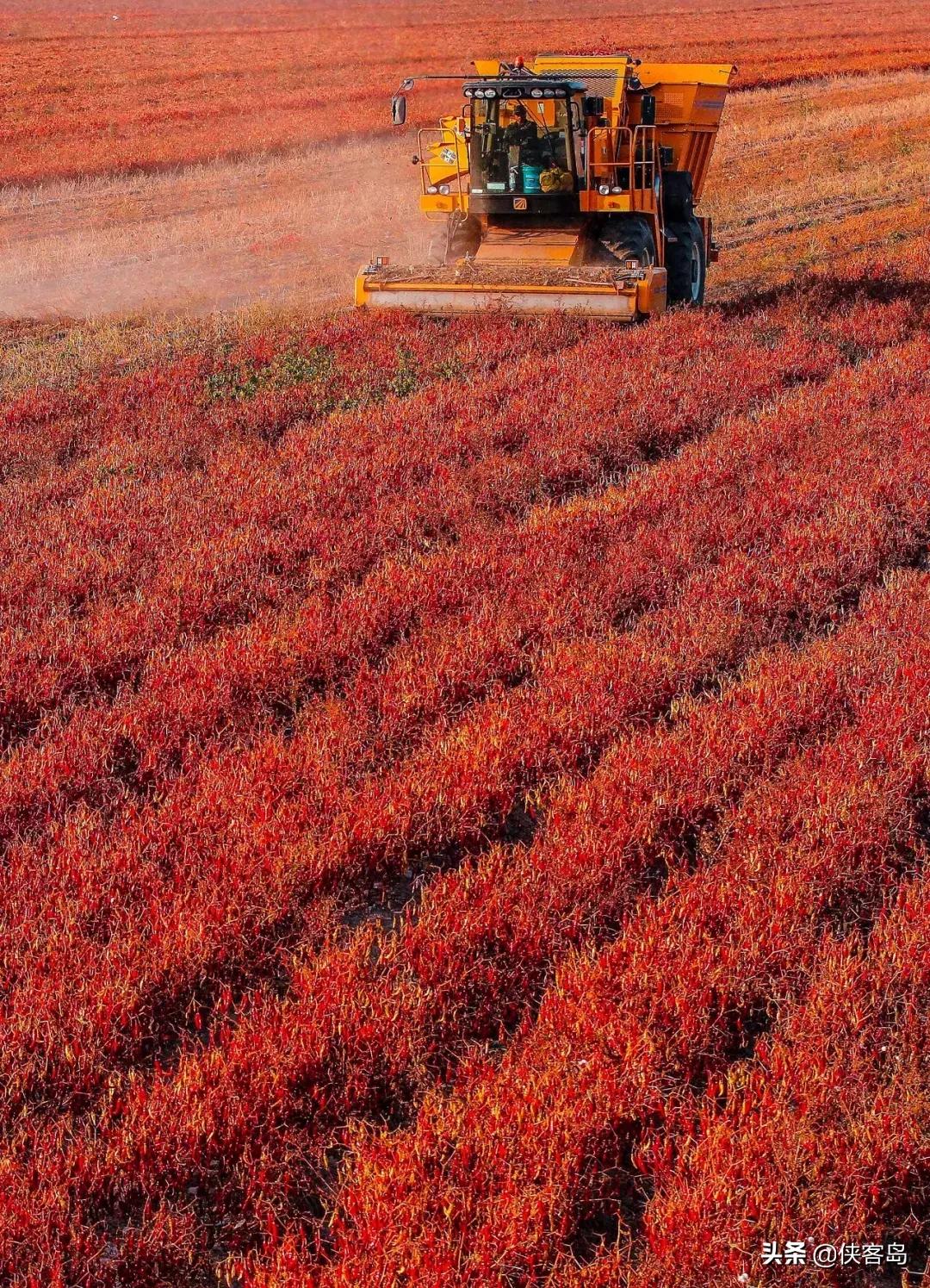 侠客岛:乡愁里的中国