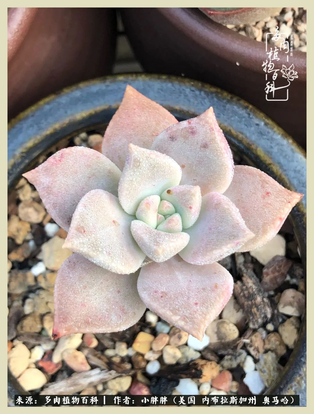 多肉小白入坑攻略,多肉中的鄙视链