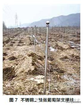 温室葡萄架式管理,温室葡萄种植技术视频