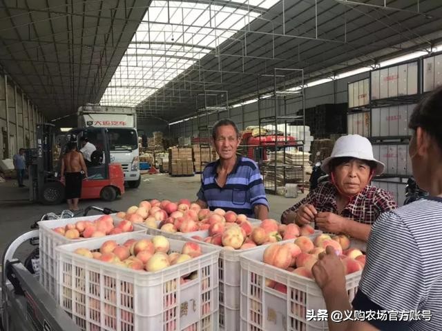 桃子价格暴跌,桃子价格28一斤