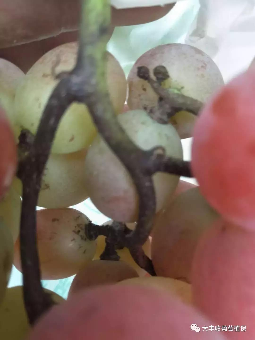 葡萄掉粒子是怎么回事,葡萄穗子掉粒是怎么回事呢