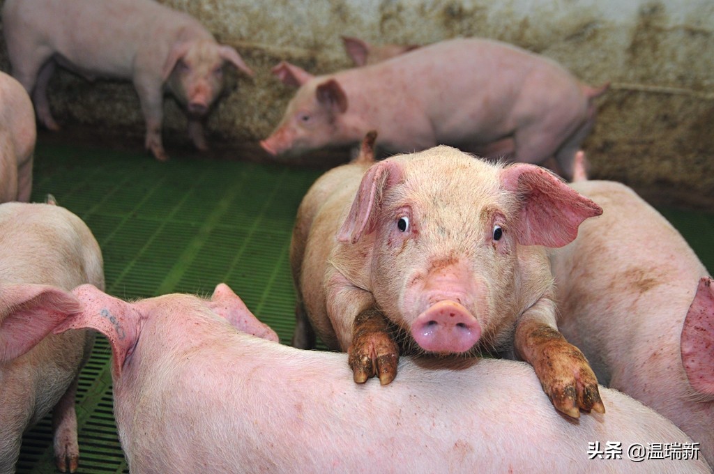 养猪出现传染病,养猪梭菌如何预防