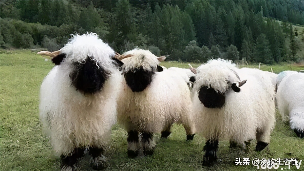 世界上最好的羊是哪个羊,世界最好的羊排名前十