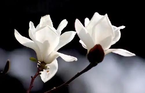 知足不辱知止不殆可以长久释义,知足不辱知止不殆可以长久何解