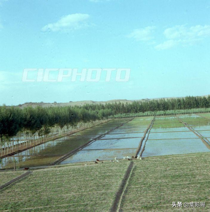 榆林市镇川镇老照片 (榆林市卫校老照片)