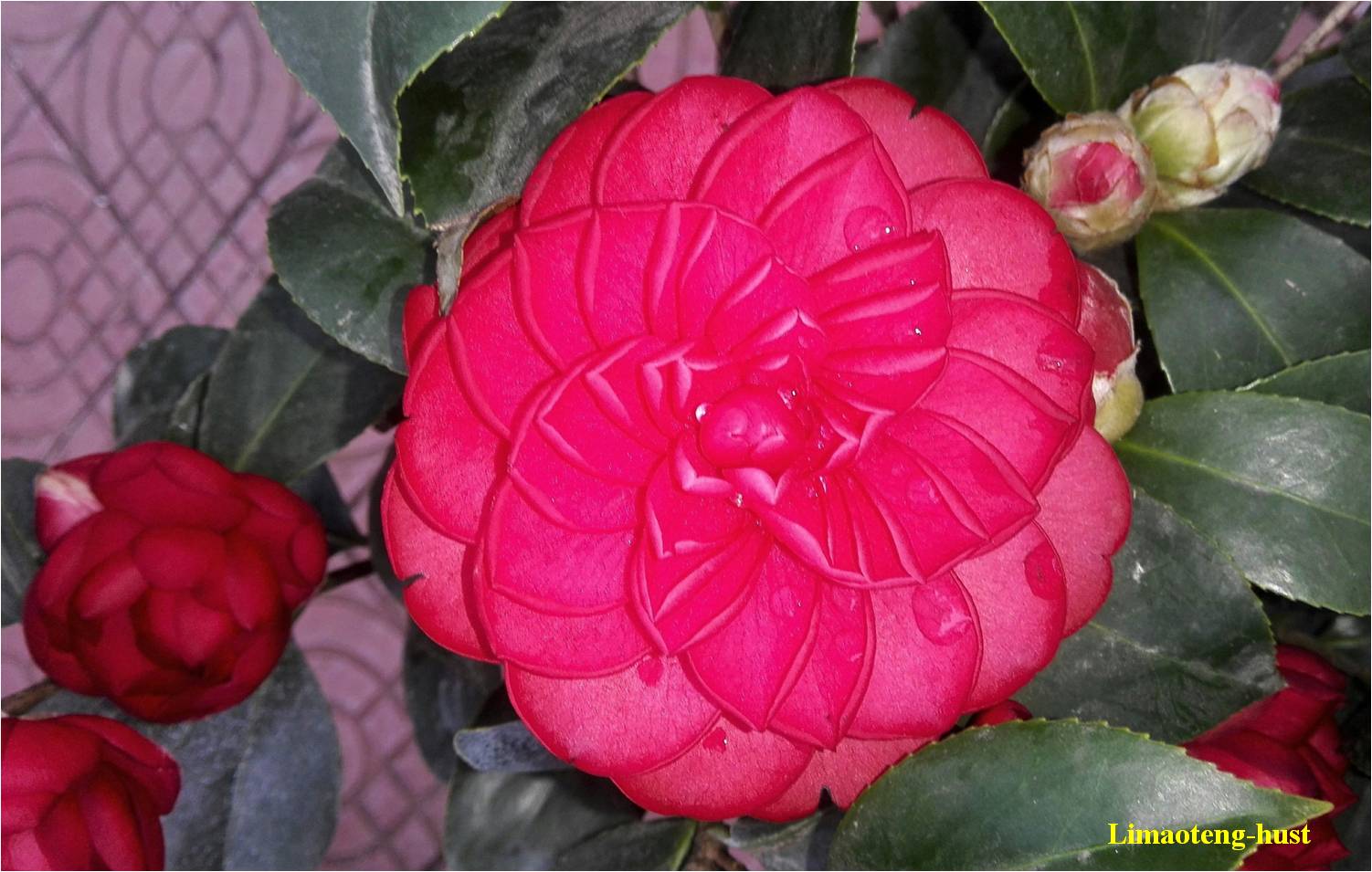 话说油茶树,山茶花油茶和茶梅的区别图片