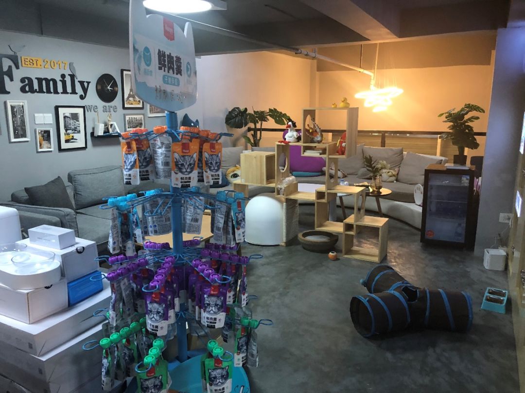 猫舍卖猫这行业为什么这么暴利,猫咪宠物店靠什么盈利