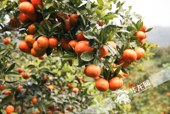 开州区长直播卖橙子,开州区长直播卖货