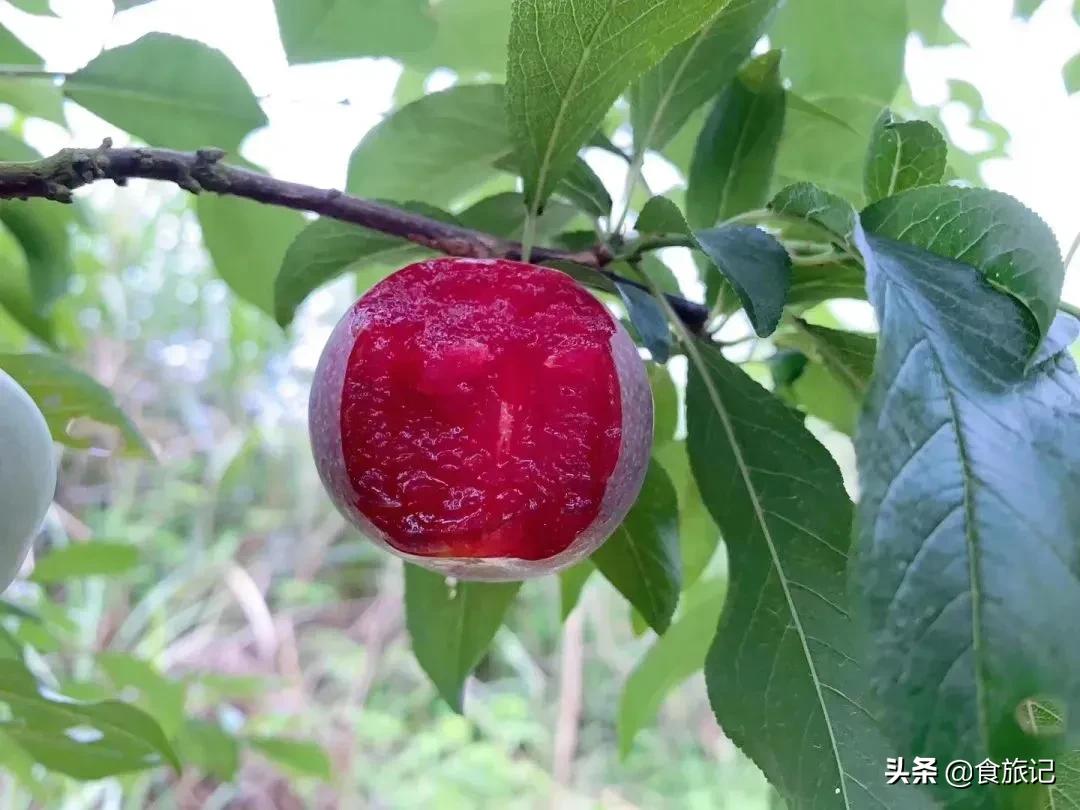 正宗的三华李水果,摘三华李酸甜脆口特解馋